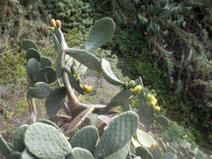 Levada do Bom Sucesso